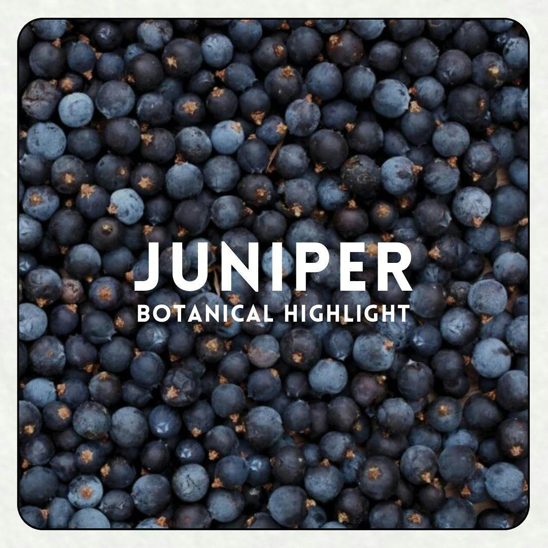 🌲 BOTANICAL HIGHLIGHT 🌲

Juniper is the key ingredient in all gins! But how much do you know about juniper? There are lots of interesting facts out there from the origins of jenever or junipers past medicinal purposes. 

It is of course those piney and sharp flavours which we love particularly, playing a part in every gin there is out there! 

#distillery #distill #local #leek #staffordshire #cheddleton #gin #market #totallylocally #spirits #distiller #papermilldistillery  #heath #verde #sumor #mill630 #chai #gandt #cocktailalchemists #cocktail #cocktails #cocktailoftheday #cocktailsofinstagram #drink #drinks #mixology #bartender #papermill #juniper